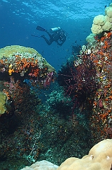 Raja Ampat 2016 - Corail - Ambiance - IMG_4926_rc